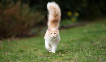 Cat Tail Communication