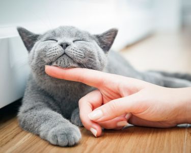The Science Behind Cat Purring