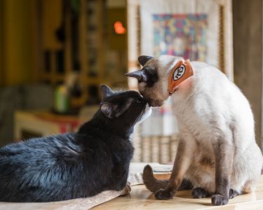 Social Lives of Cats: More Complex Than We Thought