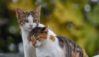 Social Cat Behaviour