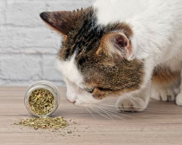 Catnip: Why Some Cats Go Crazy For It