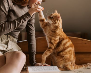 How Wild Cats Became Domestic Pets