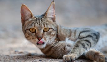 From Wild to Domestic