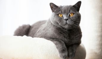 Cat breed genetics