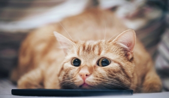 Ginger cat close-up