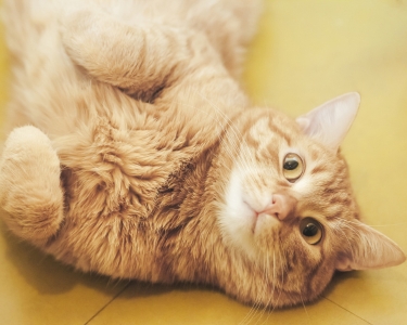 The Mystery of Ginger Cats
