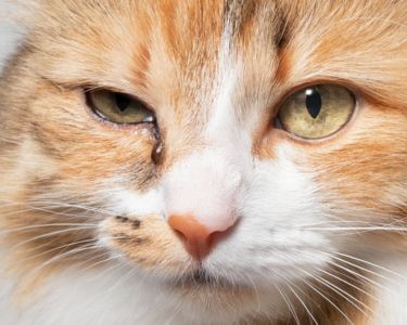 Teary Eyes: Why Some Cat Breeds Get More Eye Discharge