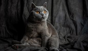 Cat with eye discharge