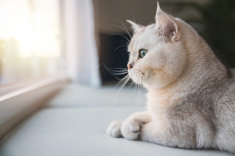 The British Shorthair: Britain's Most Popular Pedigree Cat