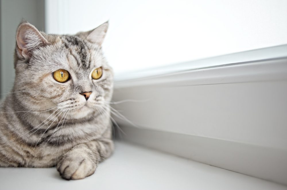 Silver tabby British Shorthair resting on a sunlit windowsill