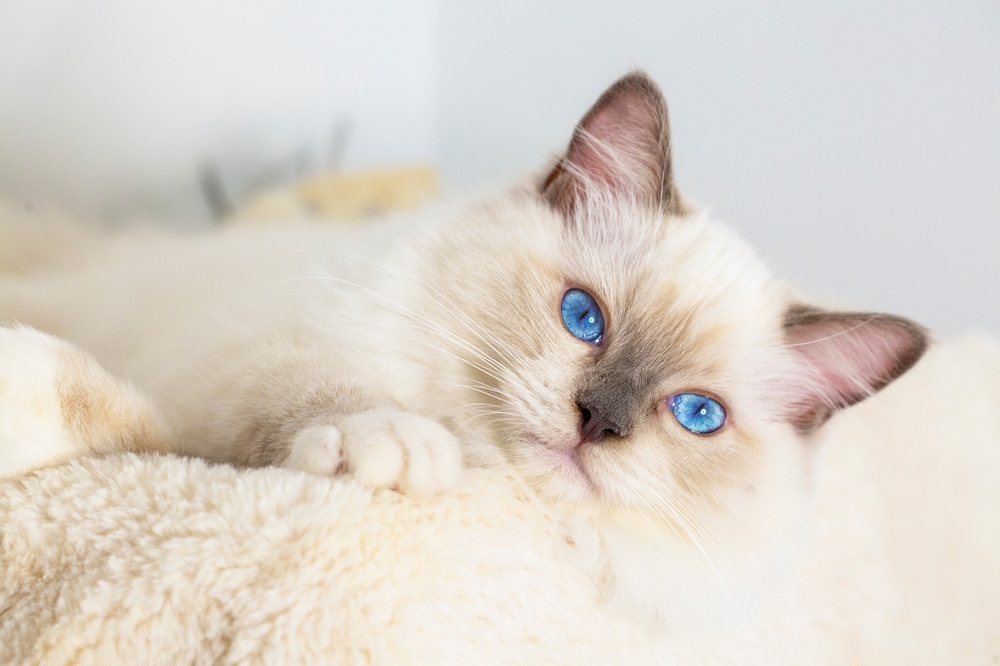 The Ragdoll: Britain's Second Favourite Pedigree Cat