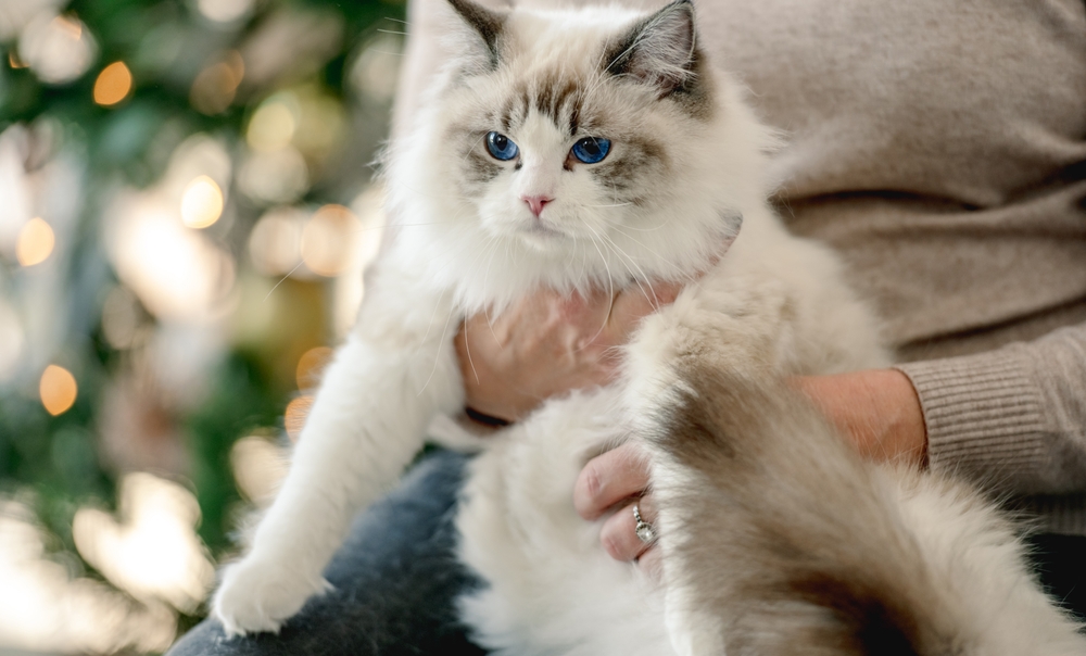 shutterstock_2335355299