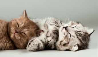 Pedigree cat with owner