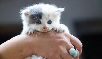 Cat and owner bonding