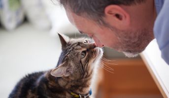 Cat approaching human