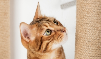 Positive Reinforcement Training