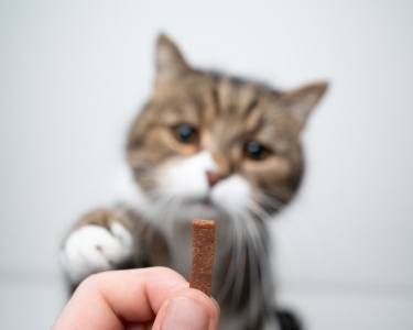 Training Cats: What Works Best
