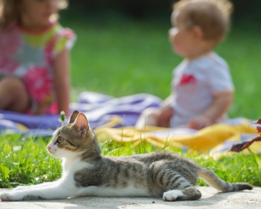 Living with Children and Cats