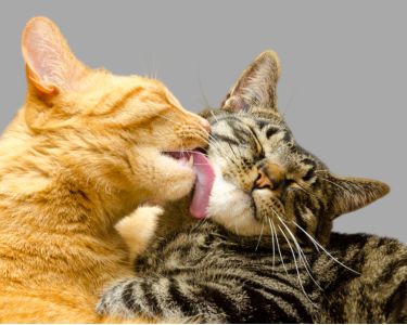 The Science of Cat Grooming