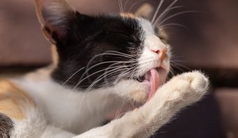 Cat Grooming Tools