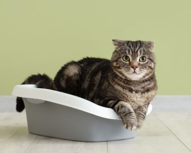 Creating the Perfect Litter Box Environment