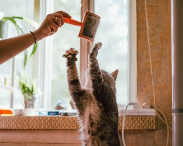 Brushing Different Coat Types: What Works Best