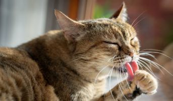 Understanding Cat Grooming