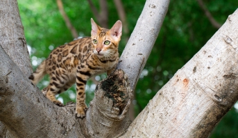 Cat on elevated perch