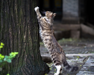 Vertical Space: Why Cats Need to Climb