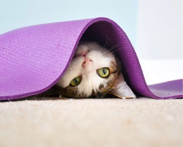 Hide and Seek: The Need for Hiding Places