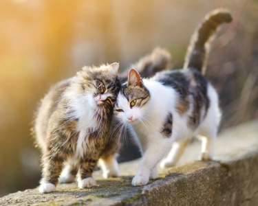 Multi-Cat Spaces: Smart space planning