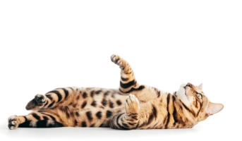 Cat engaged in play behaviour