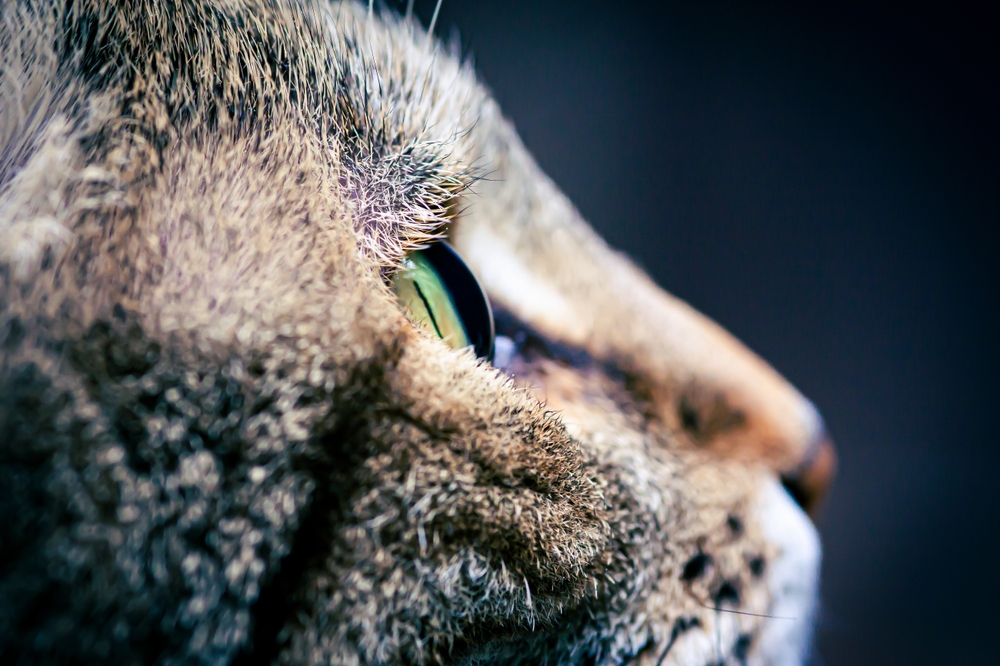 How Cats See the World: Understanding Feline Vision