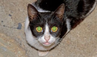 Cat's Eyes Special Design