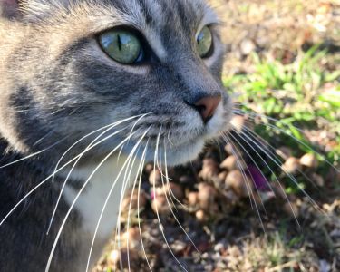 The Power of Whiskers