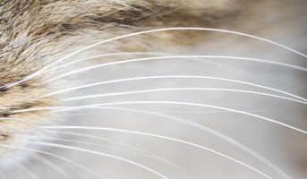 Cat with prominent whiskers