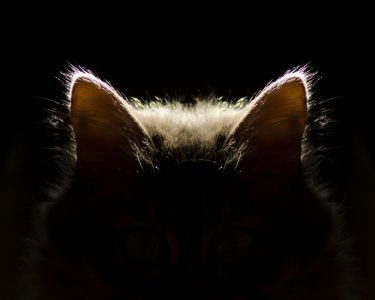 Cat Hearing: Tuned for Hunting