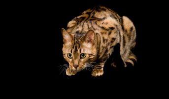 Cat hearing anatomy