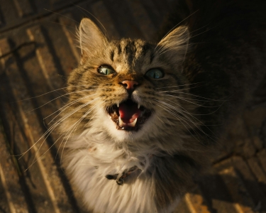 Does the way your cat communicates with you vocally change with age?