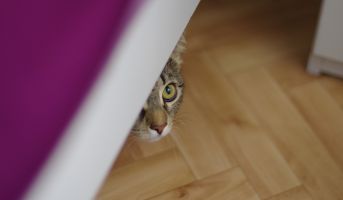 Cat showing signs of discomfort