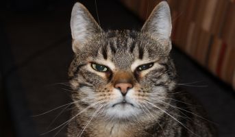 Close-up of cat facial expressions