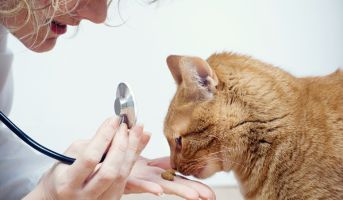 Cat owner observing their pet