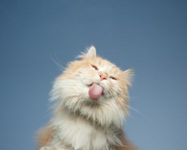 Silent Sufferers: Detecting Pain in Cats
