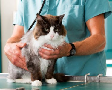 Early Warning Signs of Kidney Disease: What Every Cat Owner Should Know