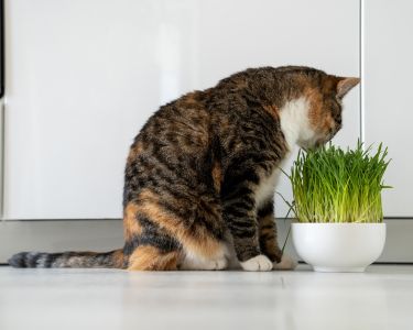 Hairballs and Gastrointestinal Health