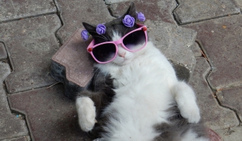 Cat seeking cool surfaces