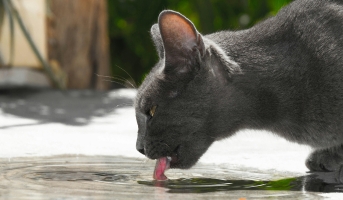 Cats and Heat Exhaustion