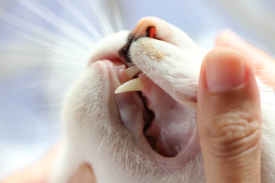A person gently lifting a cat's lip to check its teeth and gums