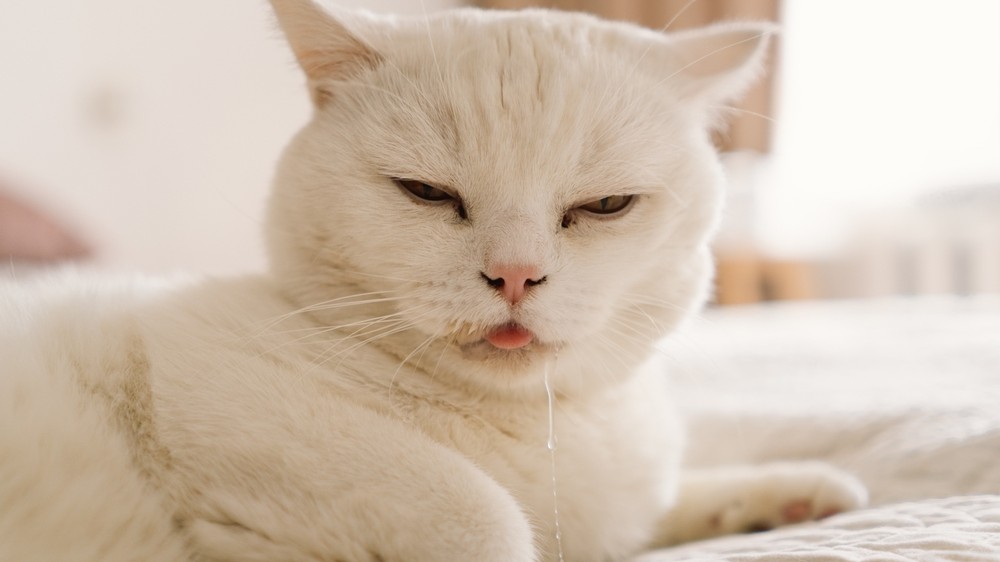 Why Do Cats Drool? From Contentment to Concern