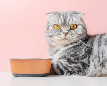 Why Cats Are Different: Understanding Obligate Carnivores